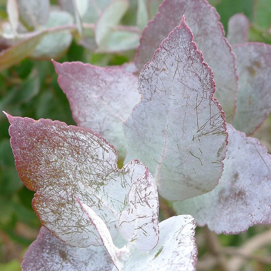 Foglia di Eucalyptus crenulata pianta in vaso Vivai MDB Vivai Mola della Badia