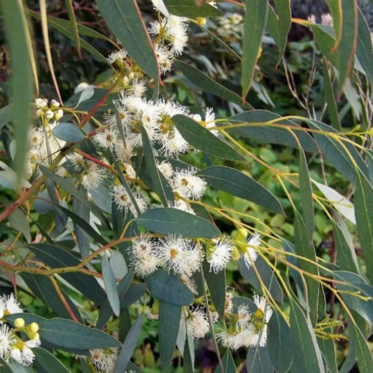 Eucalyptus globulus - Eucalipto argentato (Alveolo forestale)