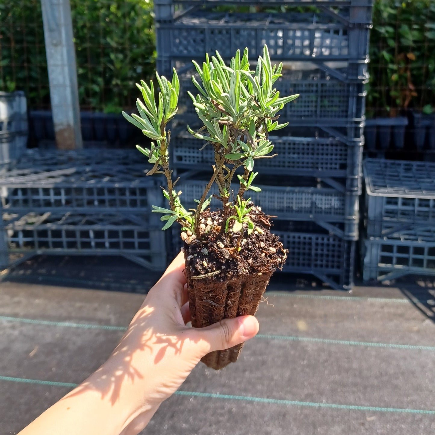 Lavandula angustifolia - lavanda vera (Alveolo forestale)