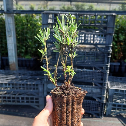 Lavandula angustifolia - lavanda vera (Alveolo forestale)
