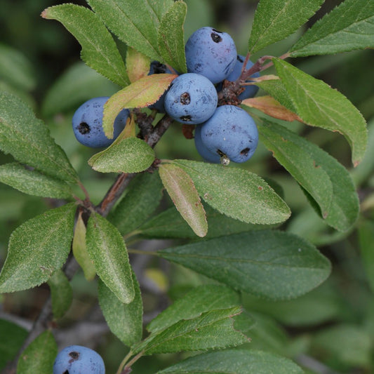 Frutti e foglie, ramo di Prunus Spinosa - Vivai MDB 