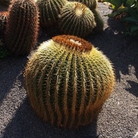 24x Echinocactus grusonii - cuscino della suocera (Offerta 24 Vasi quadri 7x7x10 cm)
