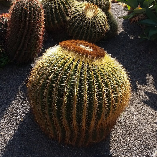 Echinocactus grusonii - mother-in-law's cushion (Square vase 7x7x10 cm)