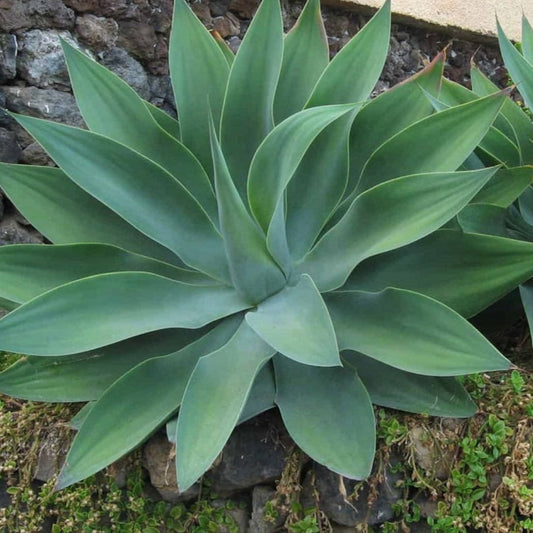 Pianta di Agave Attenuata con foglie verdi per giardino roccioso o desertico pianta in vaso Vivai MDB