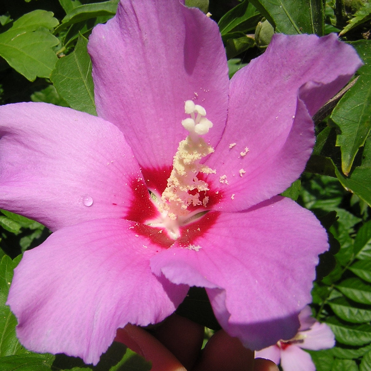 Vivai MDB - Hibiscus Syriacus - Ibisco Cinese