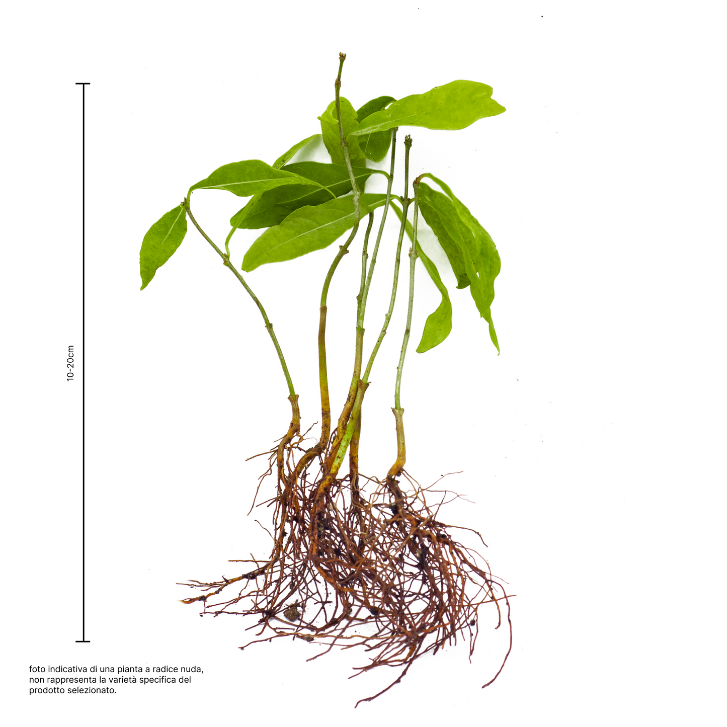 Diospyros lotus - albero di Sant'Andrea (5 piante a radice nuda)