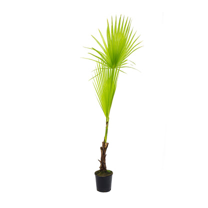 Washingtonia filifera - California Palm (18 cm pot)