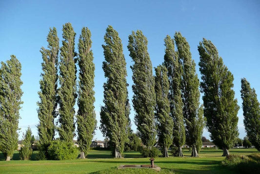 Populus nigra var. italica - cypress poplar (forestry alveolus)