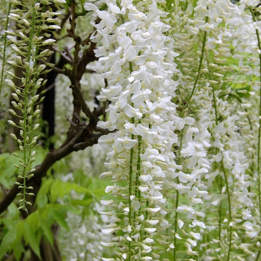 Wisteria floribunda alba - Glicine Bianco (Alveolo forestale)