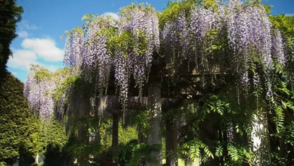 Wisteria floribunda var. macrobotrys - Wisteria with very long flowers (Forestry alveolus)