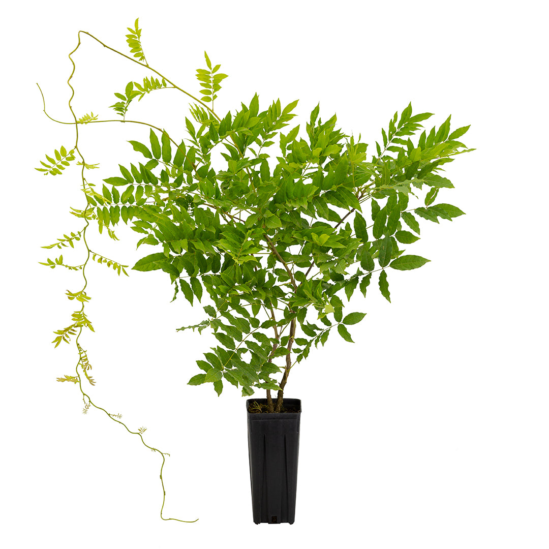 Wisteria sinensis - glicine comune (Vaso quadro 9x9x20 cm)