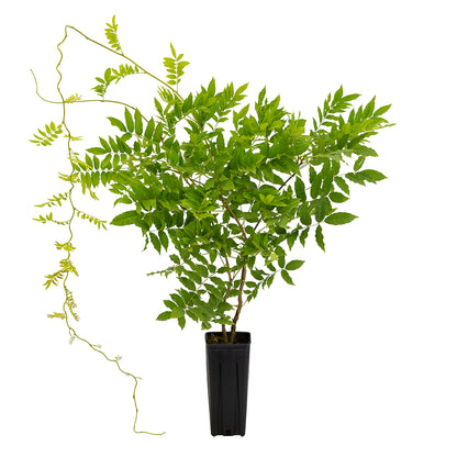 Wisteria sinensis - glicine comune (Vaso quadro 9x9x20 cm)