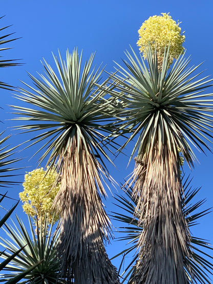 Yucca rigida - Yucca blu (Vaso quadro 7x7x10 cm)