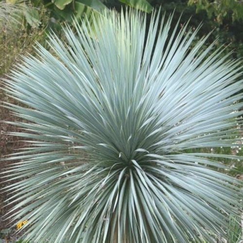 Yucca rostrata - Yucca Blu (10 semi)