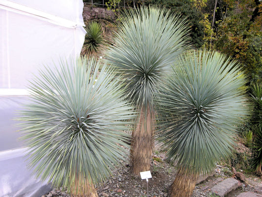 Yucca thompsoniana - Yucca di Thompson (Vaso quadro 7x7x10 cm)
