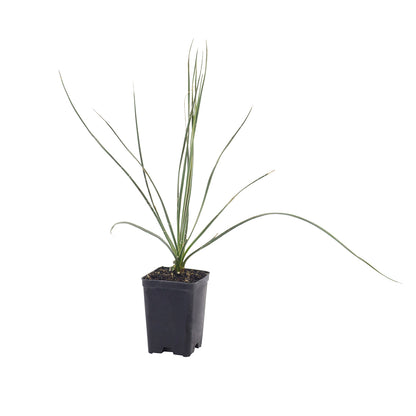 Yucca angustifolia - Yucca angustifolia (Vaso quadro 7x7x10 cm)