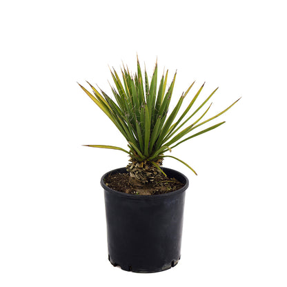 Yucca filifera - Yucca Filifera (Vaso 24 cm)