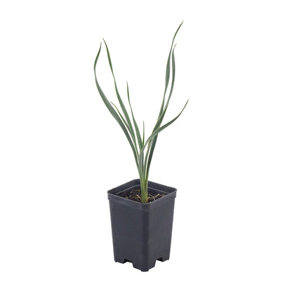 Yucca glauca - Yucca (Square vase 7x7x10 cm)