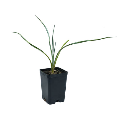 Yucca harrimaniae - Yucca di Harriman (Vaso quadro 7x7x10 cm)