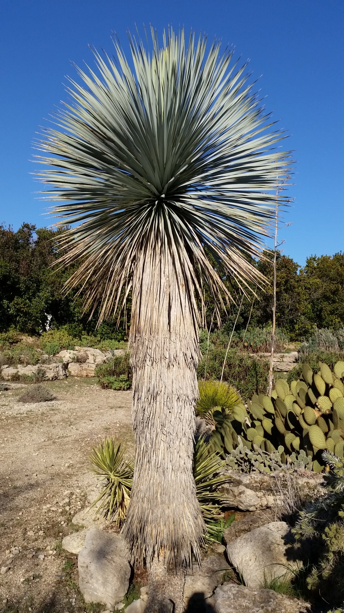 Yucca Rostrata - Blue Yucca (Square Vase 7X7X10 Cm)