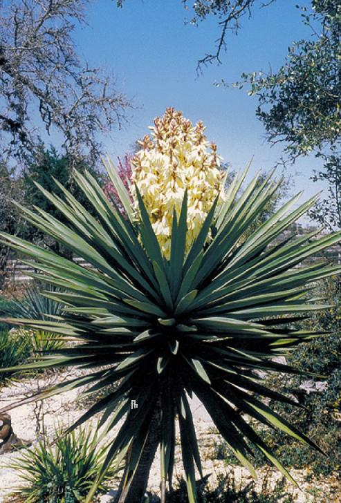 Yucca treculeana - Lancia di Don Chisciotte (Vaso quadro 7x7x10 cm)