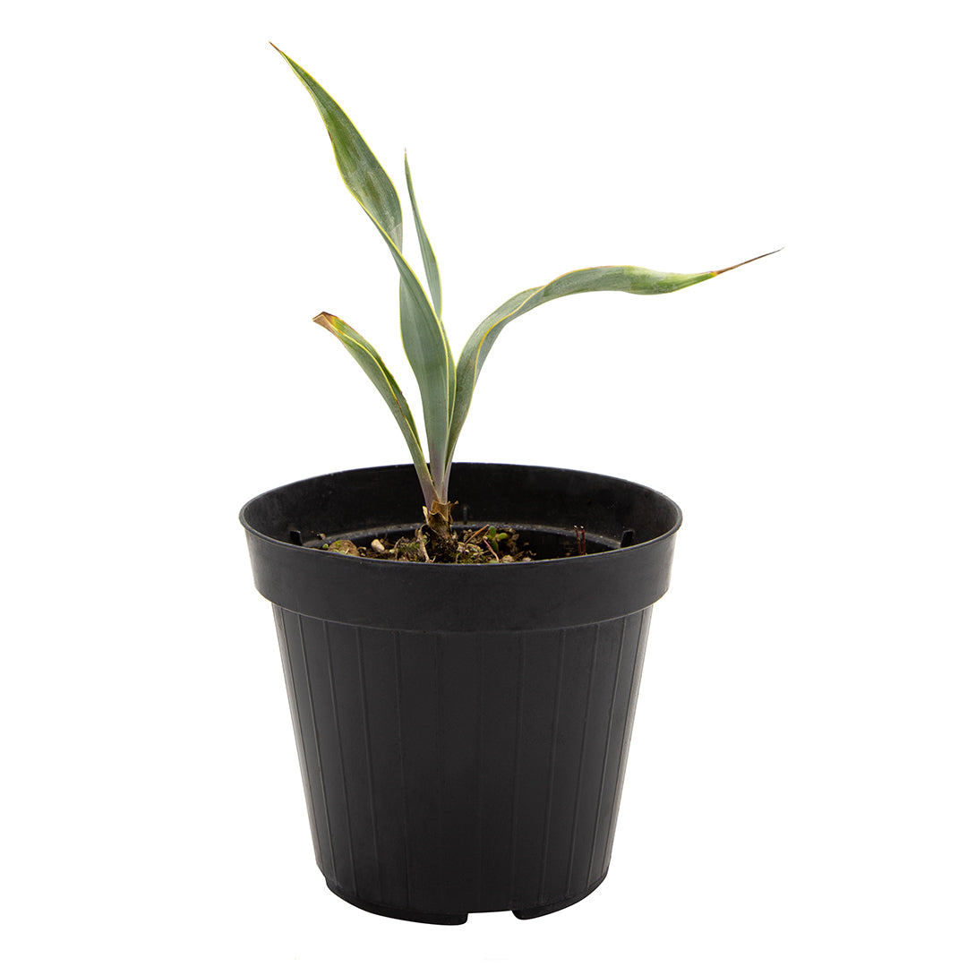 Pale Yucca (Pot 14 cm)