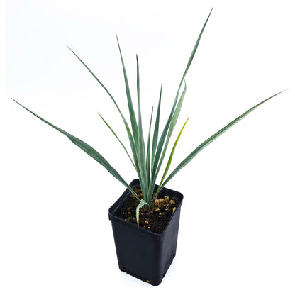 Yucca Rostrata - Blue Yucca (Square Vase 7X7X10 Cm)