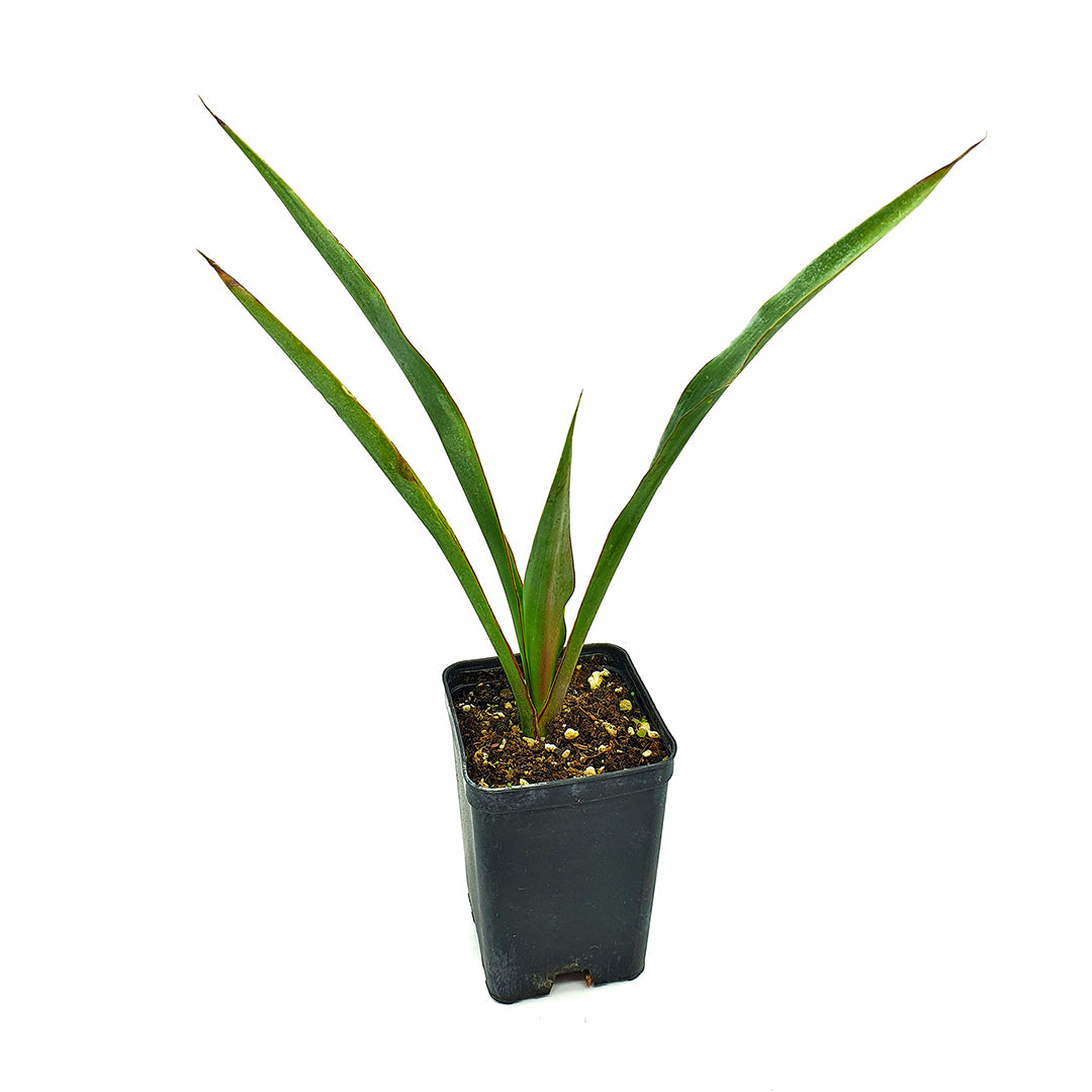 Yucca treculeana - Lancia di Don Chisciotte (Vaso quadro 7x7x10 cm)