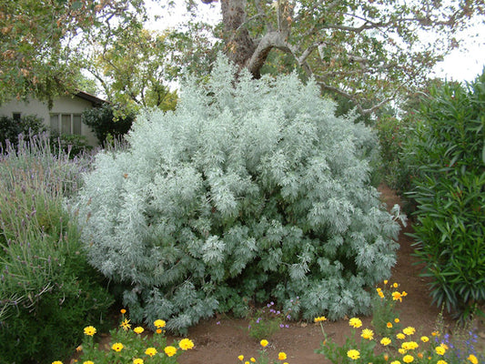 Artemisia arborescens - tree wormwood (seeds 0.2g)