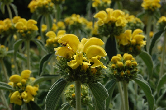 Phlomis fruticosa - yellow sagebrush (forest honeycomb)