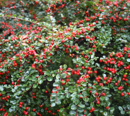 Cotoneaster lacteus - milky quince (Forest honeycomb)