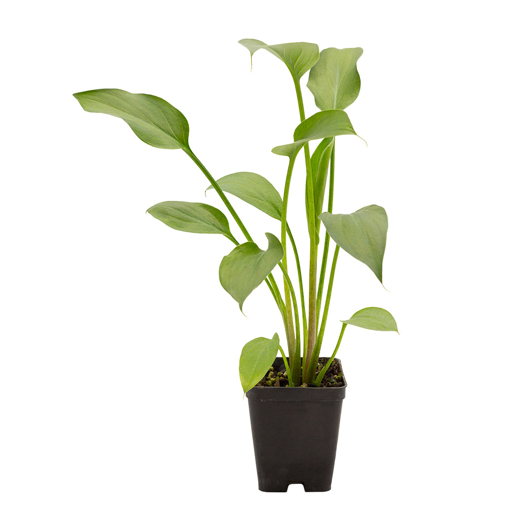 Zantedeschia aethiopica - calla (Vaso quadro 7x7x8 cm)