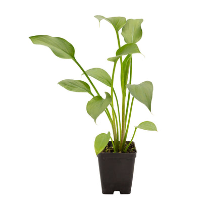 Zantedeschia aethiopica - calla (Vaso quadro 7x7x8 cm)