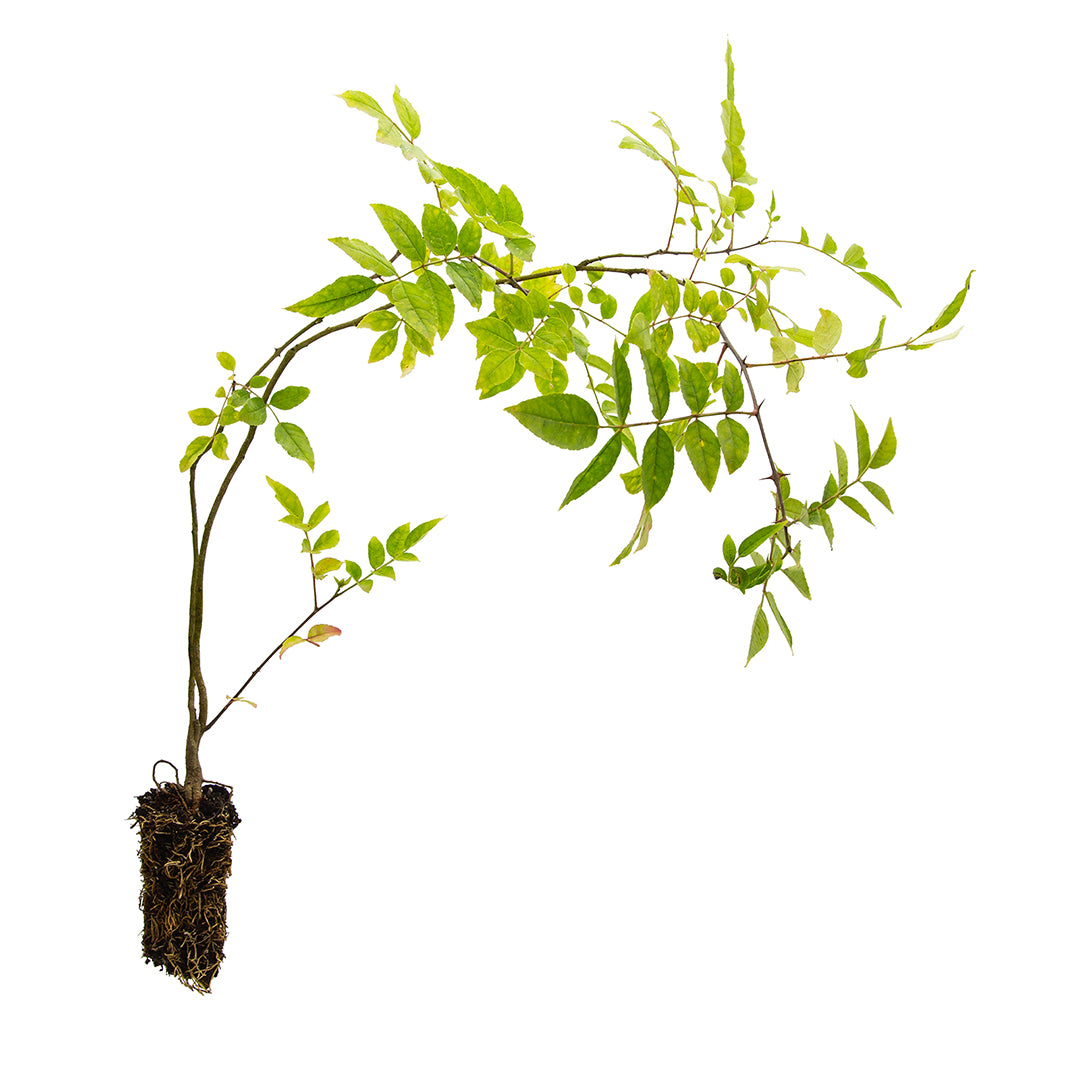 Zanthoxylum simulans - Albero del Pepe Cinese (Alveolo forestale)