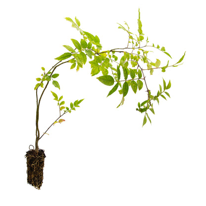 Zanthoxylum simulans - Albero del Pepe Cinese (Alveolo forestale)