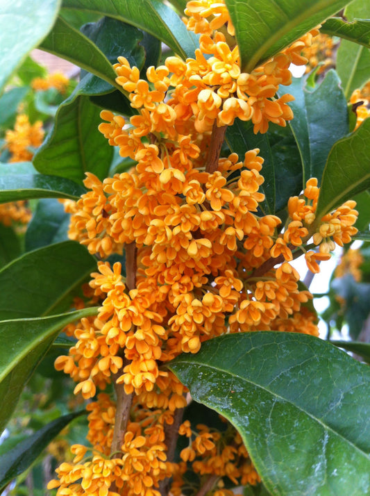 Osmanthus (sin. Olea) fragrans cv. "auranticus"  - osmanto odoroso (fiore arancione) (Vaso quadro 9x9x13 cm)