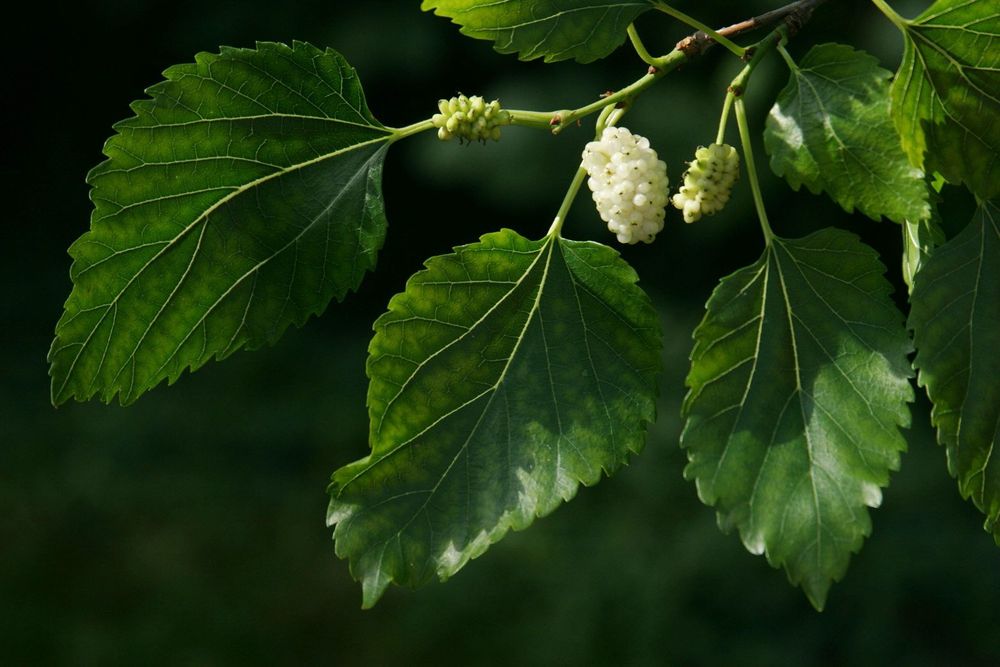 Morus alba - white black mulberry (Square vase 9x9x20 cm)