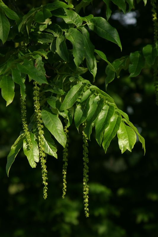 Pterocarya fraxinifolia - Caucasian walnut (Square vase 9x9x20 cm)