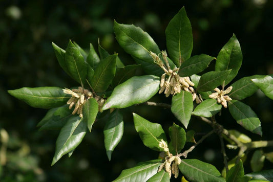 Quercus ilex - holm oak (forest honeycomb)