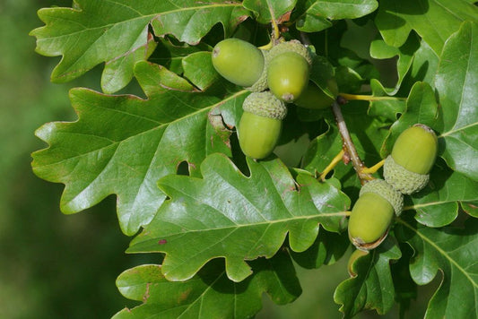 Quercus petraea - oak (Forestry alveolus)