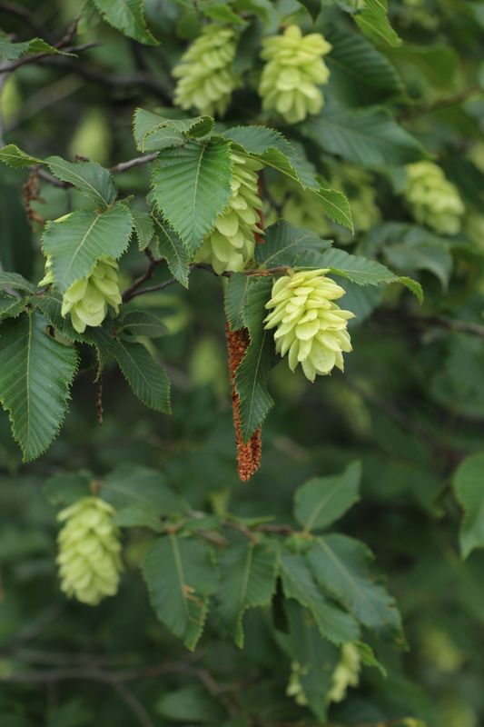 Ostrya carpinifolia - carpino nero (50 semi)