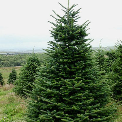 Abies nordmanniana - abete del Caucaso (Vaso quadro 9x9x20 cm)