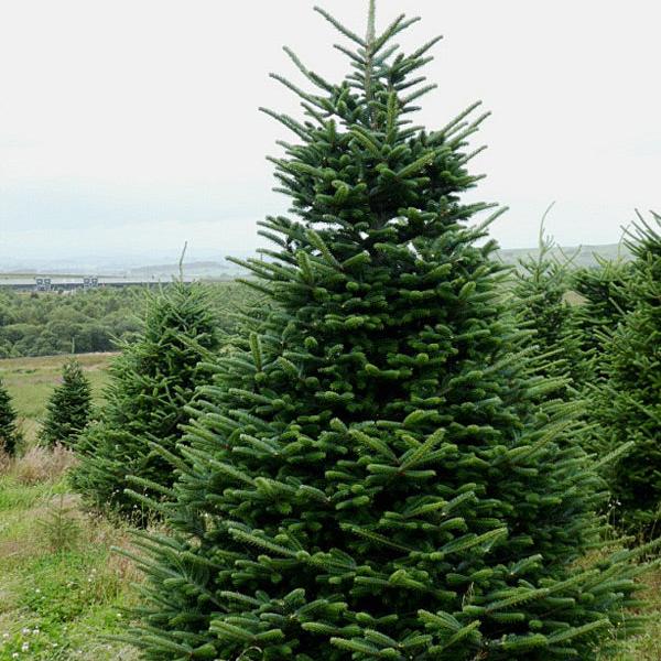 Abies nordmanniana - abete del Caucaso (Alveolo forestale)