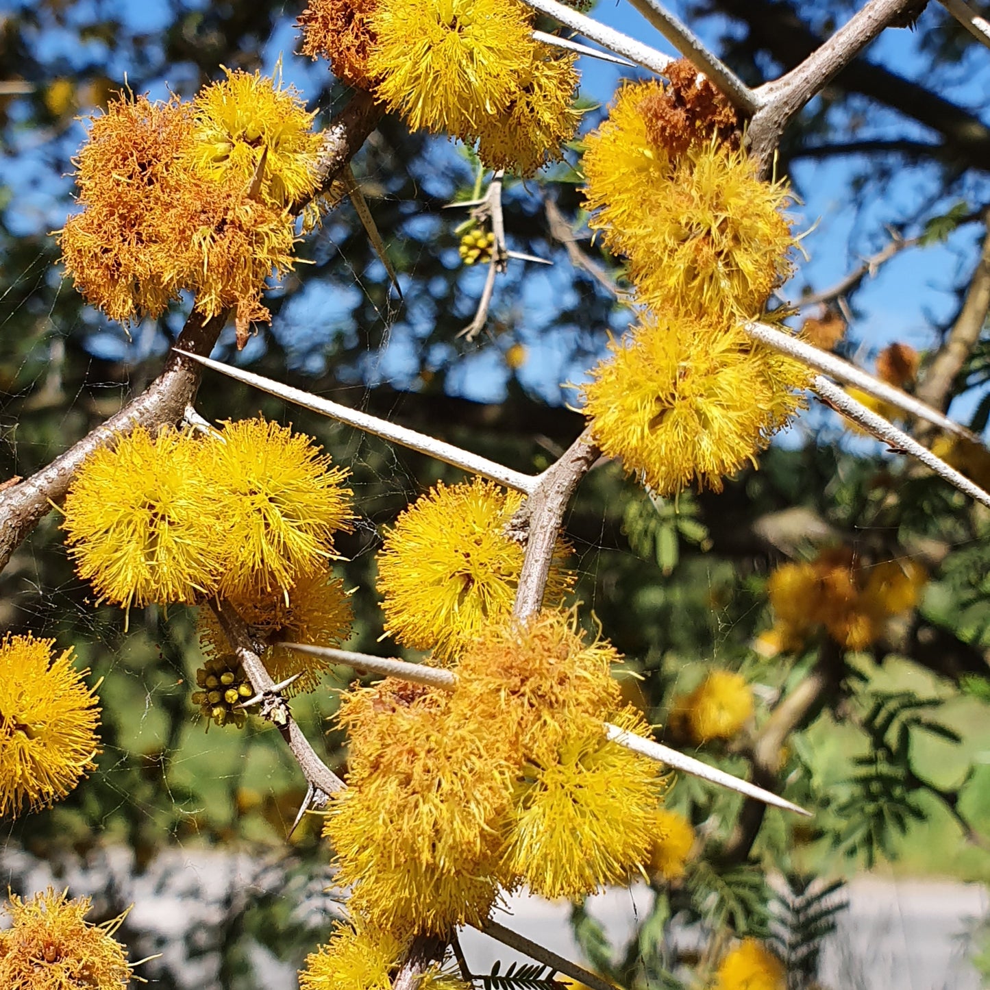 Acacia caven - (Alveolo forestale)