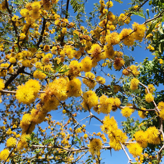 Acacia caven - (Alveolo forestale)