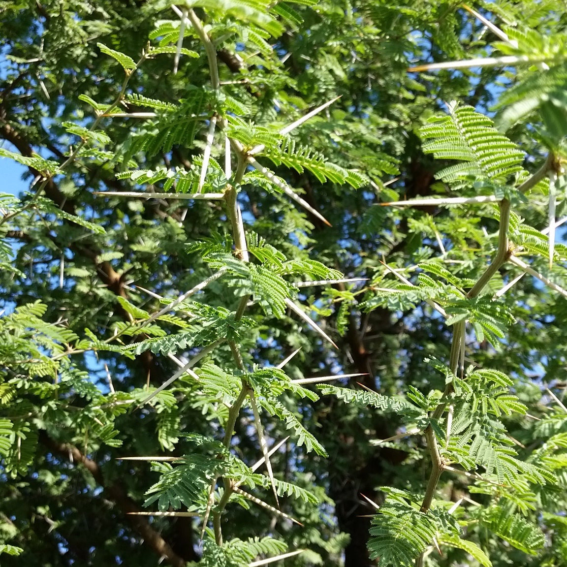 Acacia caven - (Alveolo forestale)