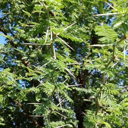 Acacia caven - (Alveolo forestale)