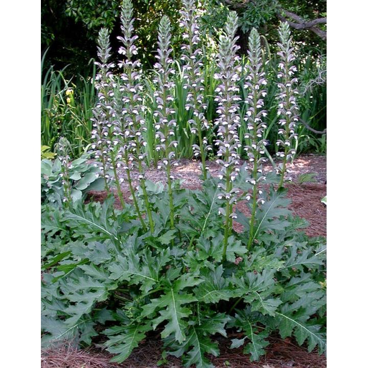 Acanthus mollis - acanto (Vaso quadro 9x9x13 cm)