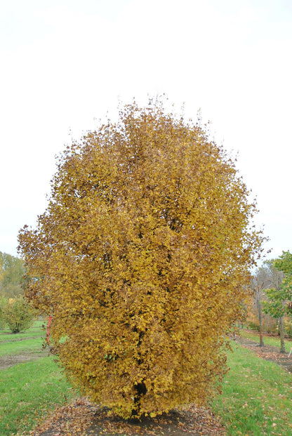 Acer monspessulanum - acero minore (Vaso quadro 9x9x20 cm)