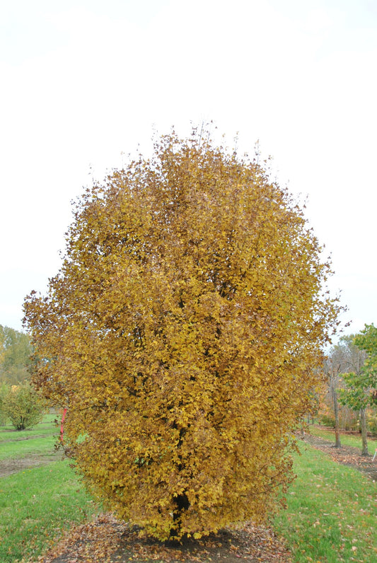 Acer monspessulanum - minor maple (Square vase 9x9x20 cm)